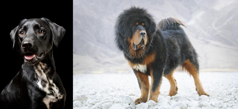 Tibetan Mastiff vs Dalmador - Breed Comparison