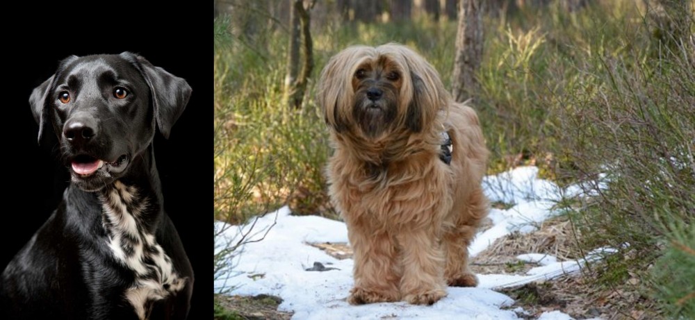 Tibetan Terrier vs Dalmador - Breed Comparison