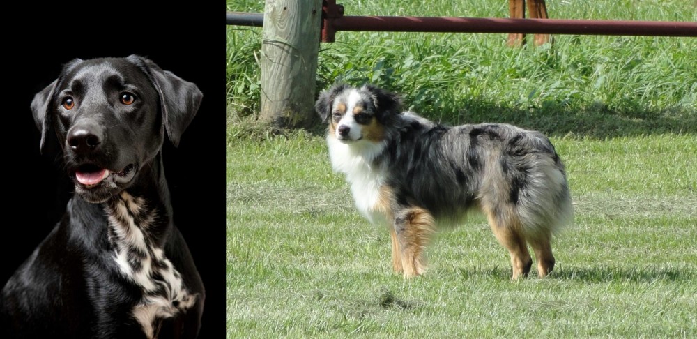 Toy Australian Shepherd vs Dalmador - Breed Comparison