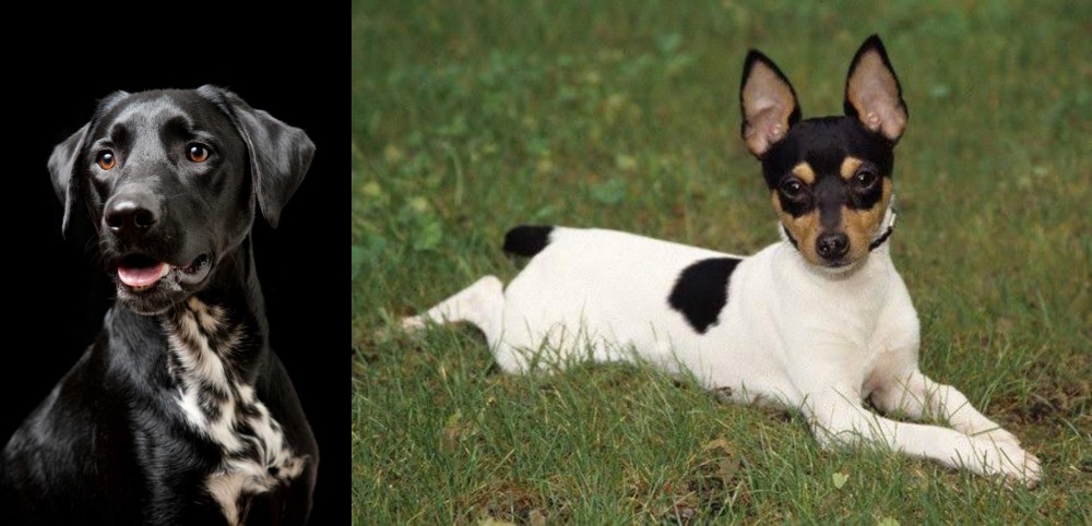 Toy Fox Terrier vs Dalmador - Breed Comparison