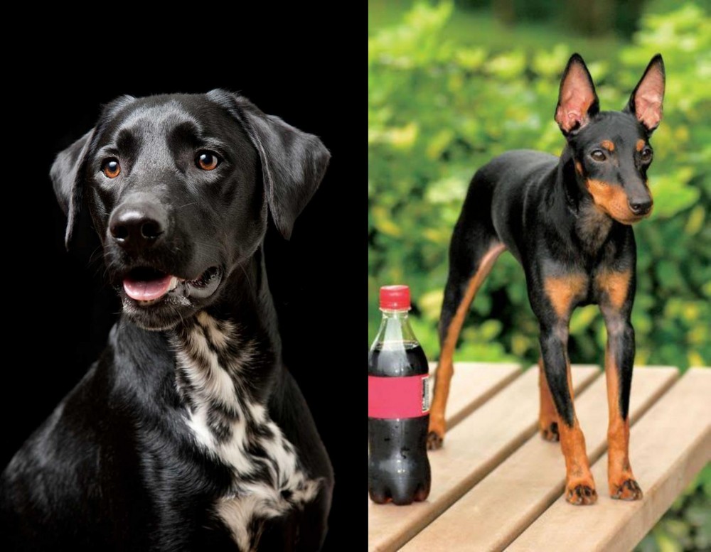 Toy Manchester Terrier vs Dalmador - Breed Comparison