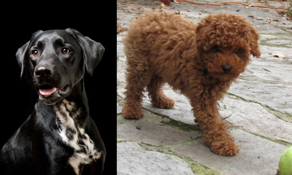 Toy Poodle vs Dalmador - Breed Comparison
