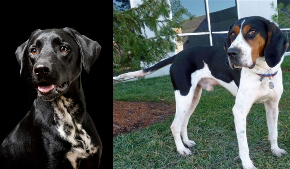Treeing Walker Coonhound vs Dalmador - Breed Comparison