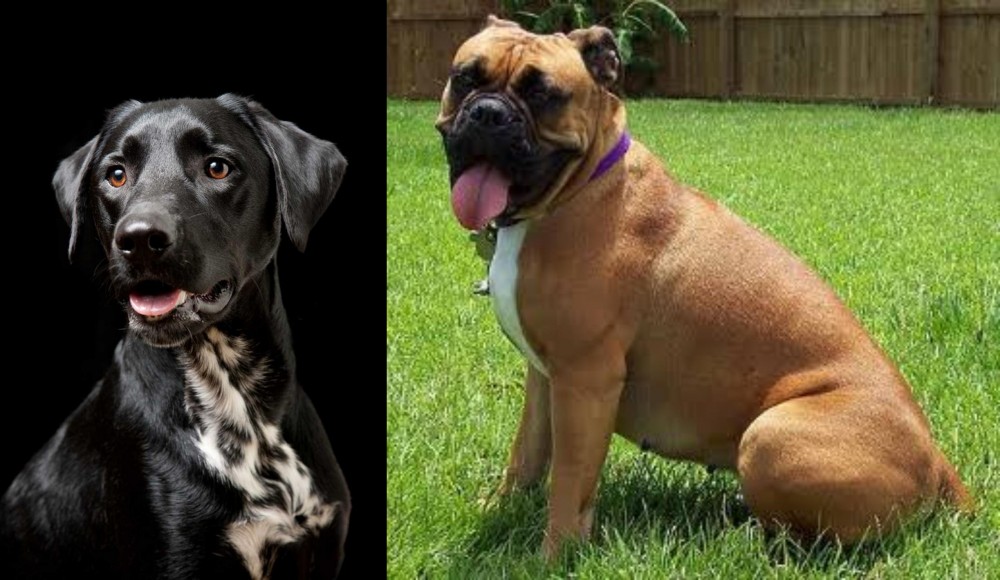 Valley Bulldog vs Dalmador - Breed Comparison