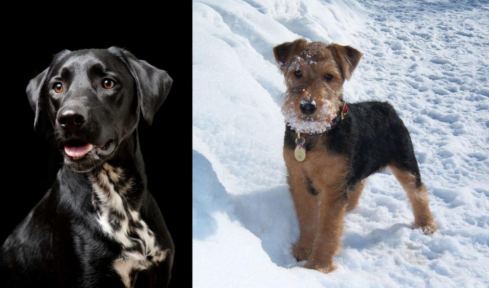 Welsh Terrier vs Dalmador - Breed Comparison