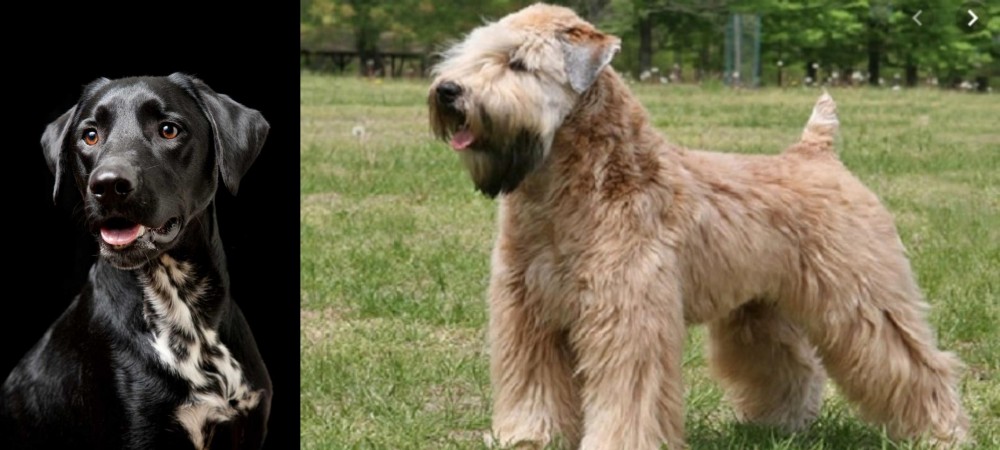 Wheaten Terrier vs Dalmador - Breed Comparison