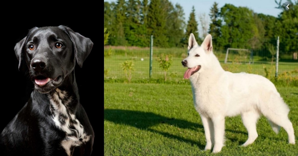 White Shepherd vs Dalmador - Breed Comparison