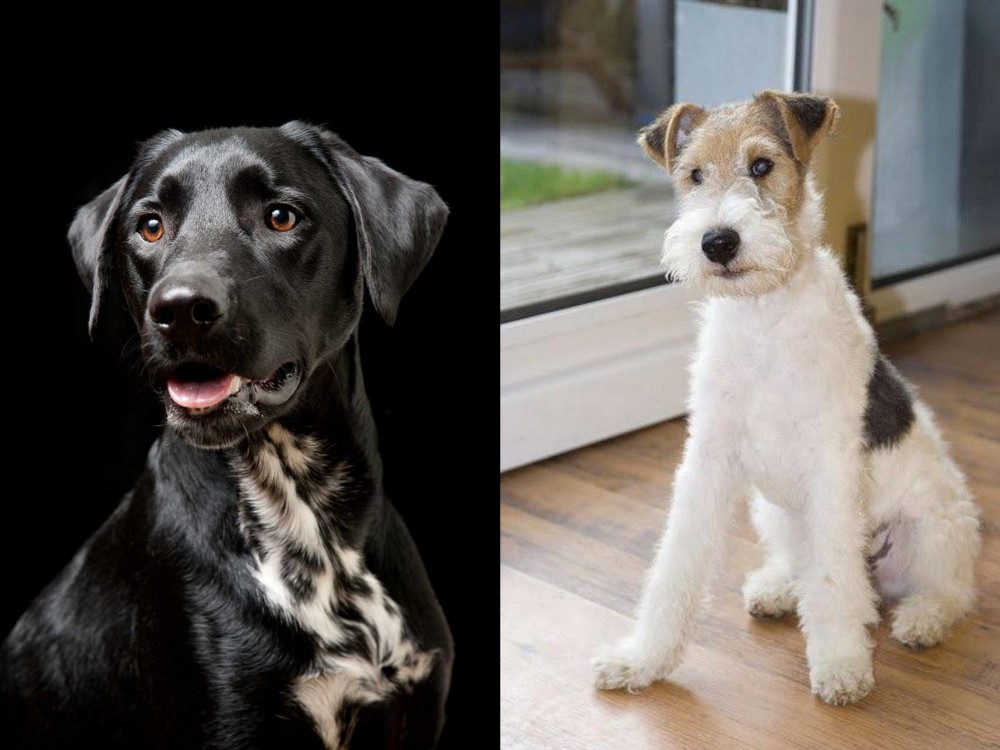 Wire Fox Terrier vs Dalmador - Breed Comparison