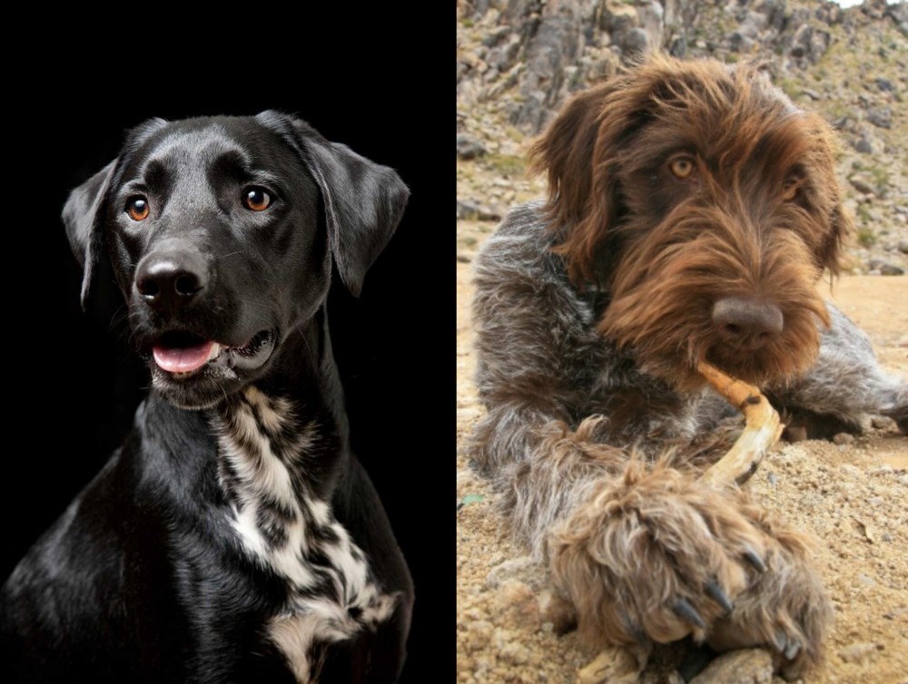 Wirehaired Pointing Griffon vs Dalmador - Breed Comparison