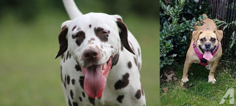 Beabull vs Dalmatian - Breed Comparison