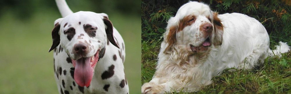 Clumber Spaniel vs Dalmatian - Breed Comparison