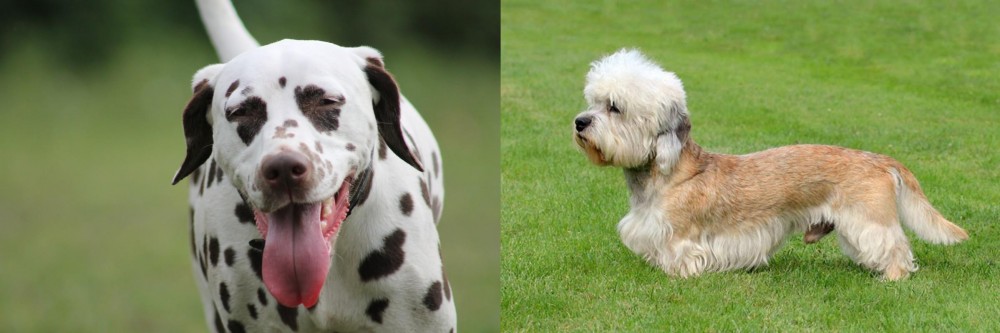 Dandie Dinmont Terrier vs Dalmatian - Breed Comparison