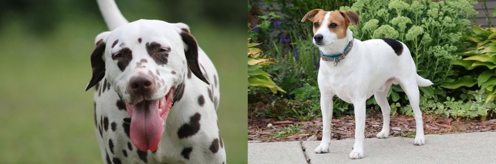 Danish Swedish Farmdog vs Dalmatian - Breed Comparison