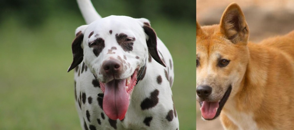 Dingo vs Dalmatian - Breed Comparison