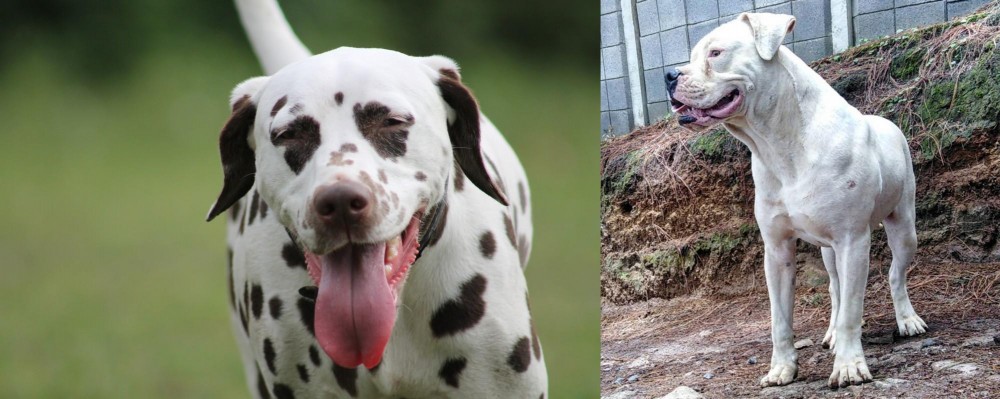 Dogo Guatemalteco vs Dalmatian - Breed Comparison