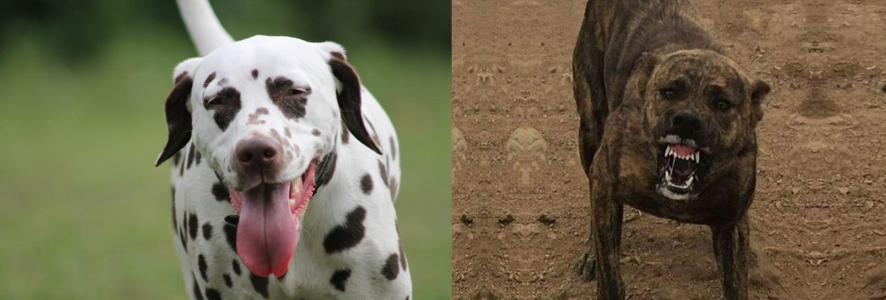 Dogo Sardesco vs Dalmatian - Breed Comparison