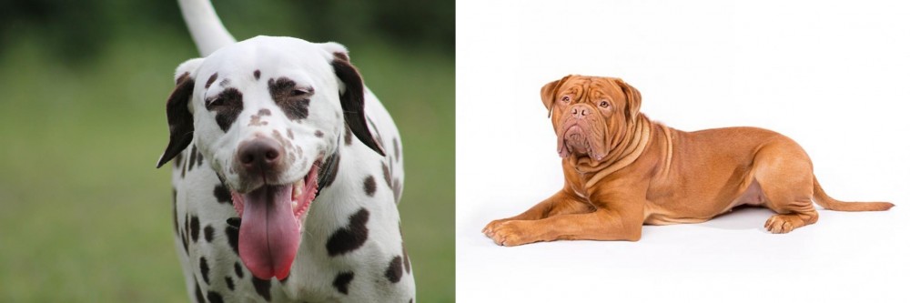 Dogue De Bordeaux vs Dalmatian - Breed Comparison