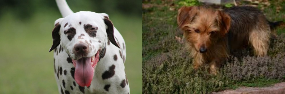 Dorkie vs Dalmatian - Breed Comparison