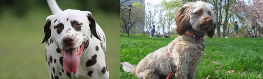 Doxiepoo vs Dalmatian - Breed Comparison
