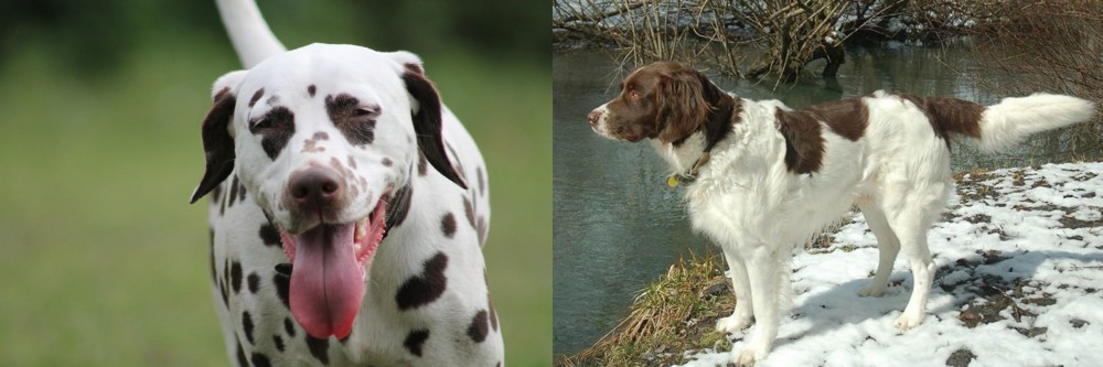 Drentse Patrijshond vs Dalmatian - Breed Comparison