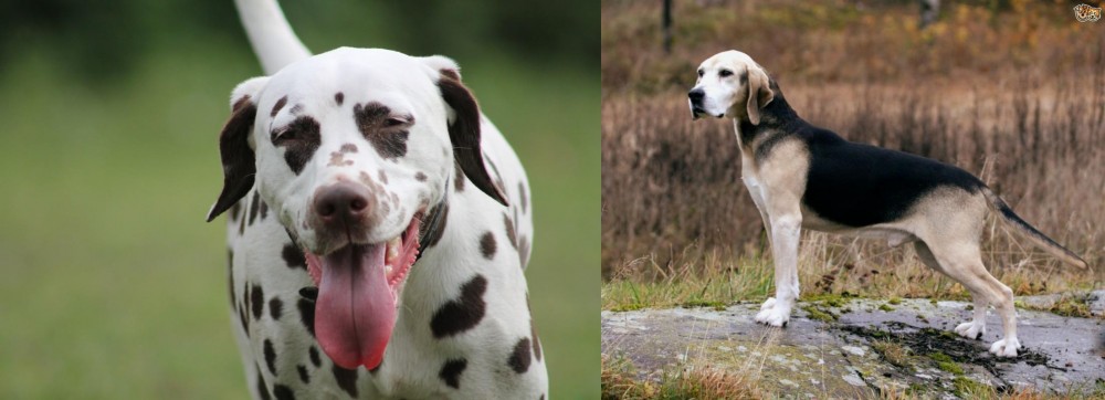 Dunker vs Dalmatian - Breed Comparison