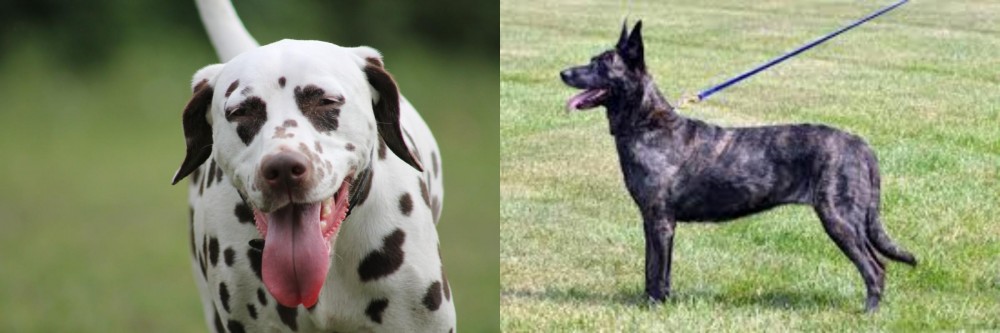 Dutch Shepherd vs Dalmatian - Breed Comparison