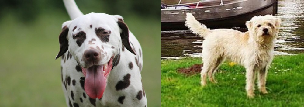 Dutch Smoushond vs Dalmatian - Breed Comparison