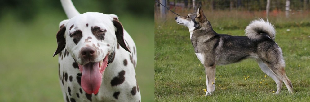 East Siberian Laika vs Dalmatian - Breed Comparison