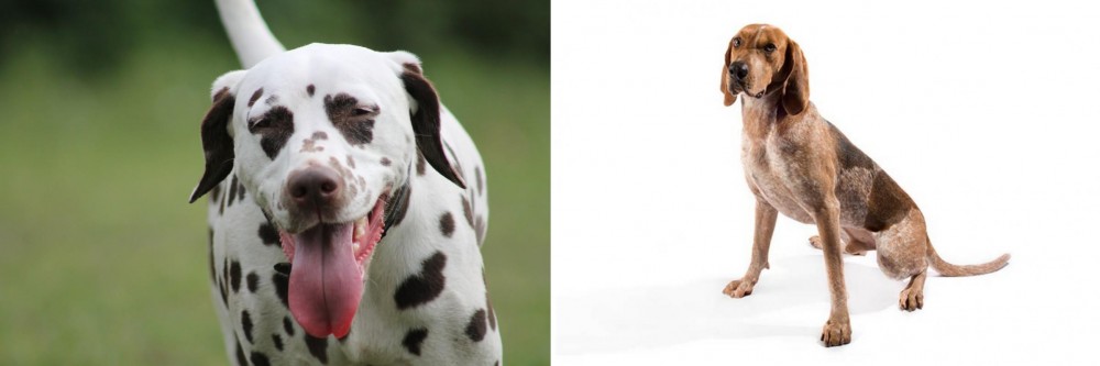 English Coonhound vs Dalmatian - Breed Comparison