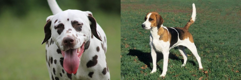 English Foxhound vs Dalmatian - Breed Comparison