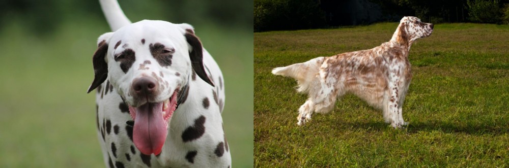 English Setter vs Dalmatian - Breed Comparison