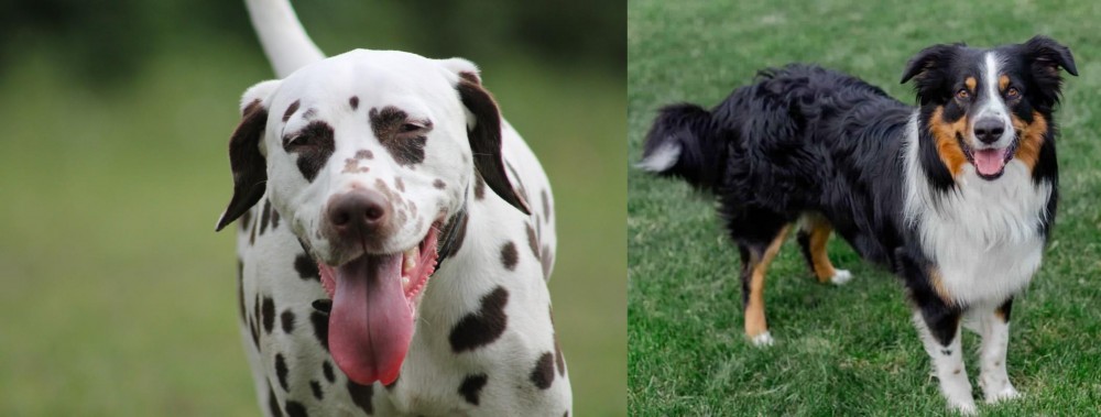 English Shepherd vs Dalmatian - Breed Comparison