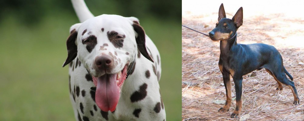 English Toy Terrier (Black & Tan) vs Dalmatian - Breed Comparison