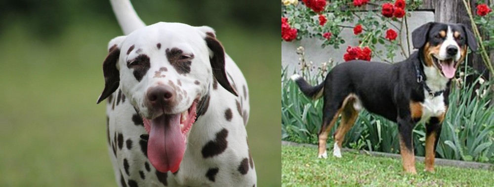 Entlebucher Mountain Dog vs Dalmatian - Breed Comparison