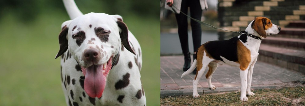 Estonian Hound vs Dalmatian - Breed Comparison