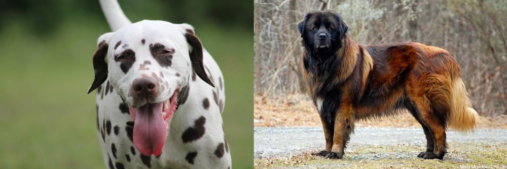 Estrela Mountain Dog vs Dalmatian - Breed Comparison
