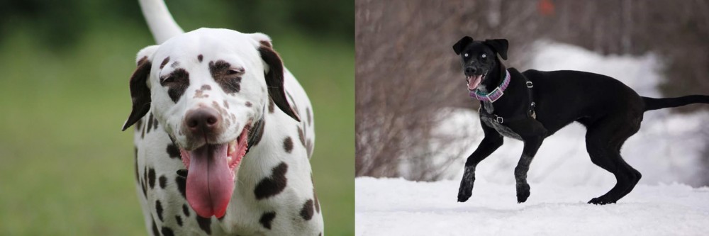 Eurohound vs Dalmatian - Breed Comparison