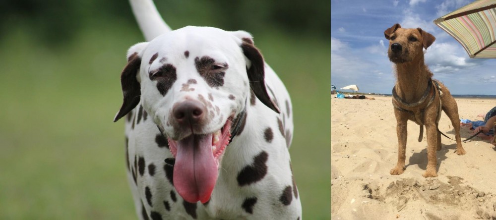 Fell Terrier vs Dalmatian - Breed Comparison