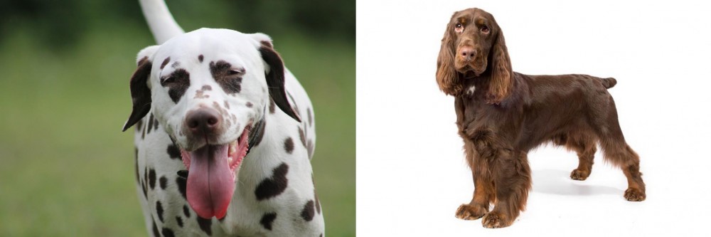 Field Spaniel vs Dalmatian - Breed Comparison