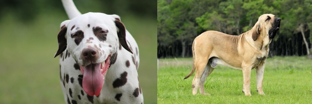 Fila Brasileiro vs Dalmatian - Breed Comparison