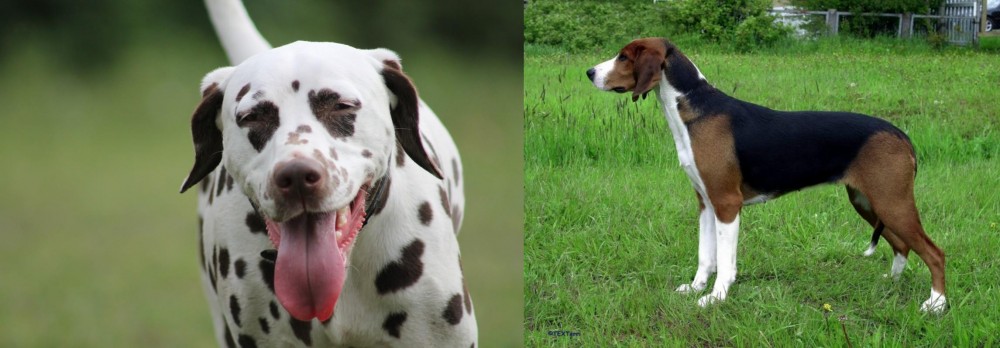 Finnish Hound vs Dalmatian - Breed Comparison