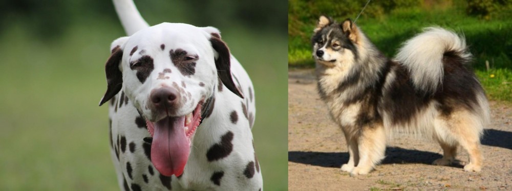 Finnish Lapphund vs Dalmatian - Breed Comparison