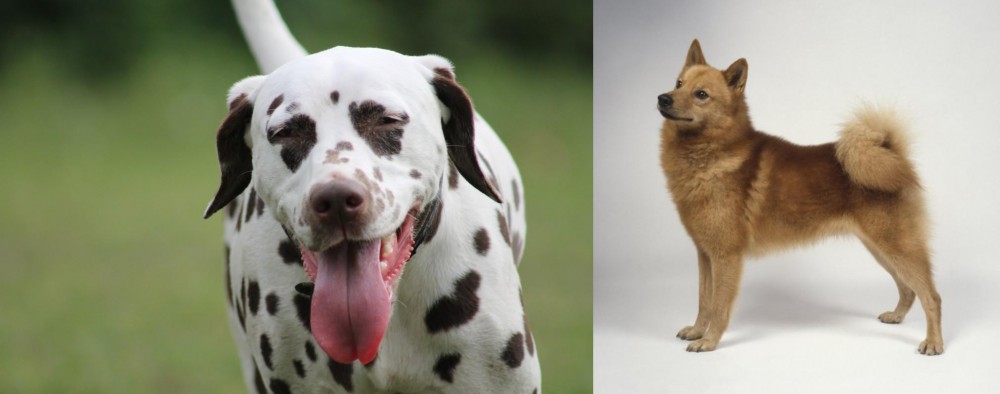 Finnish Spitz vs Dalmatian - Breed Comparison