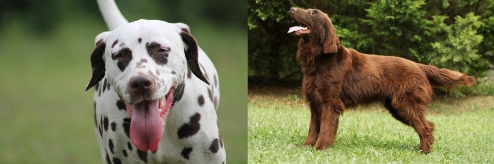 Flat-Coated Retriever vs Dalmatian - Breed Comparison