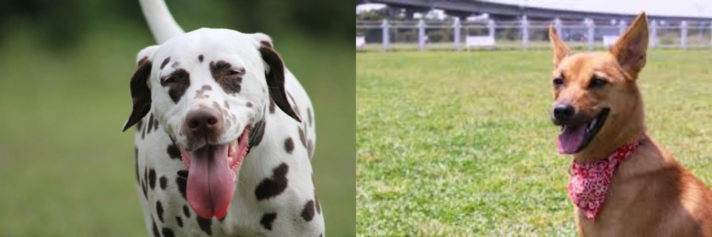 Formosan Mountain Dog vs Dalmatian - Breed Comparison