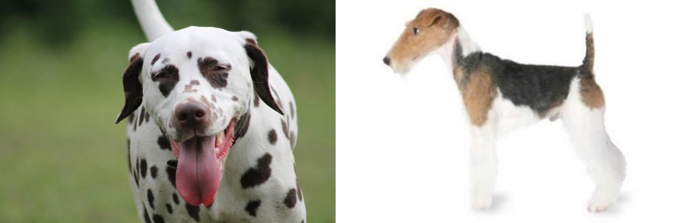 Fox Terrier vs Dalmatian - Breed Comparison