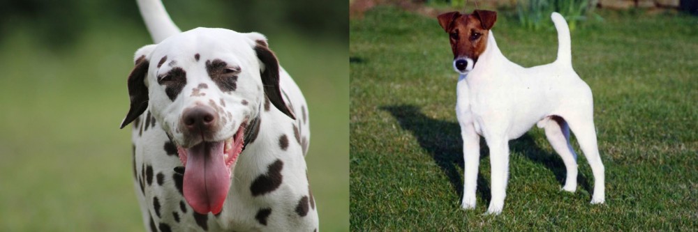 Fox Terrier (Smooth) vs Dalmatian - Breed Comparison