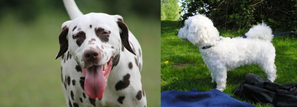 Franzuskaya Bolonka vs Dalmatian - Breed Comparison