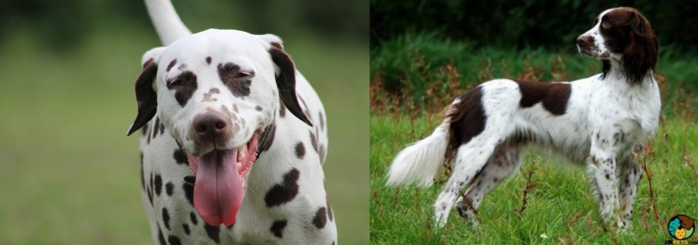 French Spaniel vs Dalmatian - Breed Comparison