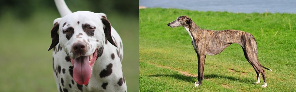 Galgo Espanol vs Dalmatian - Breed Comparison